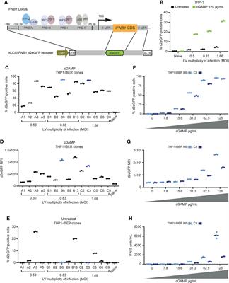 Single-Cell Monitoring of Activated Innate Immune Signaling by a d2eGFP-Based Reporter Mimicking Time-Restricted Activation of IFNB1 Expression
